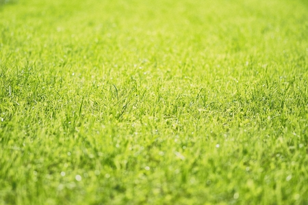 Green meadow grass fieldの写真素材