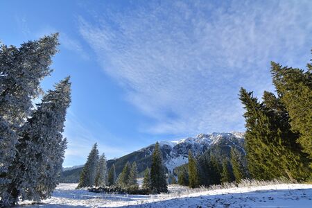 Winter forest sunset sunbeamsの写真素材
