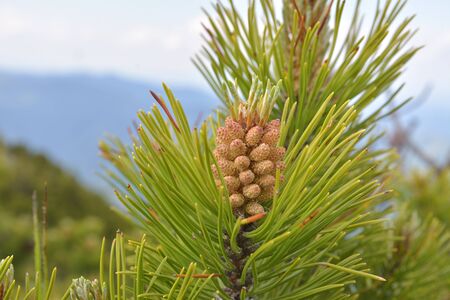 closeup photo of fir branch with buds, springtime