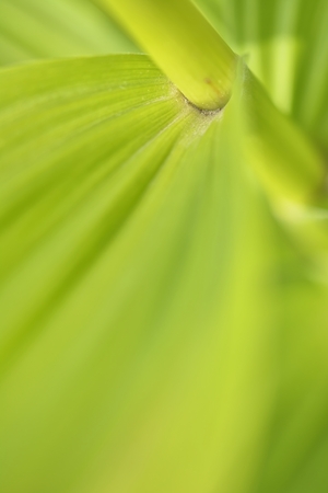 Green leave texture for backgroundの写真素材