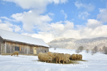 sheep in a cold white winter landscapeの写真素材