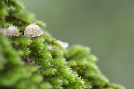 Macro of growing little mushroom in mossy tussock, low point of viewの写真素材