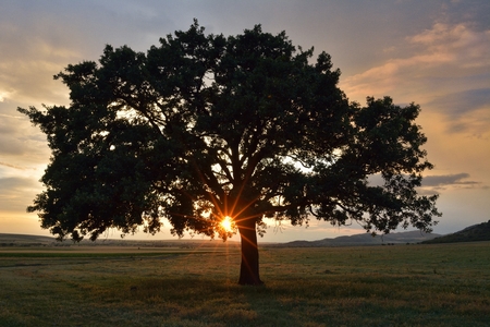 Beautiful and old Oak at the sunsetの写真素材