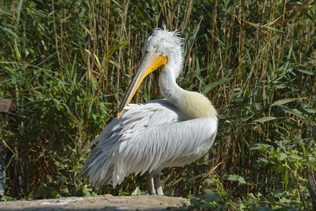 White Pelican (Pelecanus onocrotalus) also known as the Eastern White Pelicanの写真素材