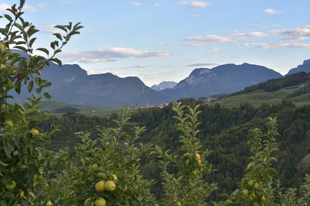 apple orchards in Val di Non - valley in province of Trento, Italy. Trentino region.の写真素材