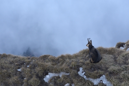 Carpathian chamois restingの写真素材