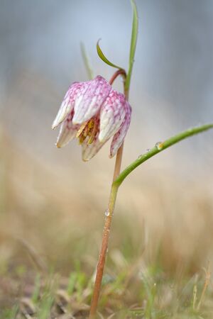 Checkered lily, Fritillaria meleagris close upの写真素材