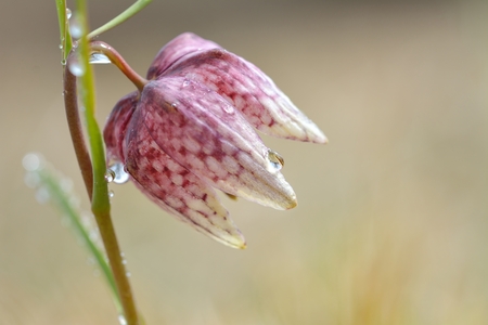 Checkered lily, Fritillaria meleagris close upの写真素材