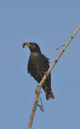 European starling on the branchの写真素材