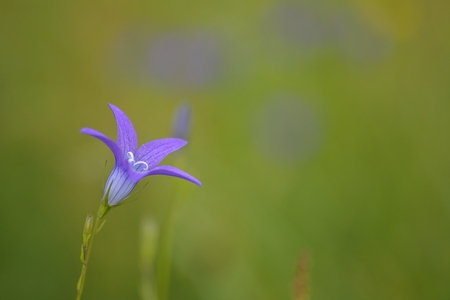 Bell flowerの写真素材