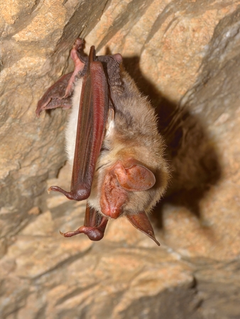 Greater mouse-eared bat ( Myotis myotis)の写真素材