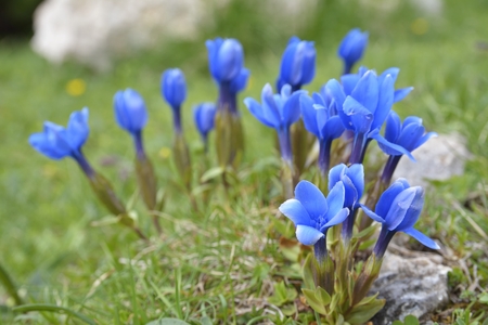 Snow-gentian, Gentiana nivalis, Snow Gentianの写真素材
