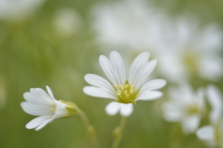 Summer flowers - Field Chickweed (Cerastium arvense)の写真素材
