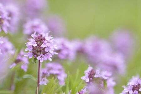 Thymus serpyllum, Breckland thyme, wild thyme or creeping thymeの写真素材