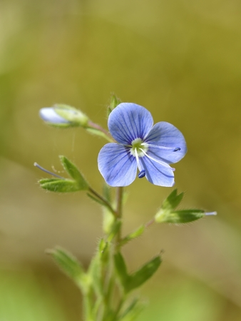 Blue flowers on a green backgroundの写真素材