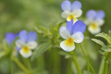 pansy flower plantの写真素材