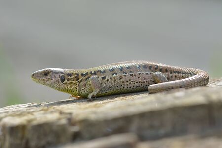 Oestliche Smaragdeidechse, Lacerta viridis, European green lizardの写真素材