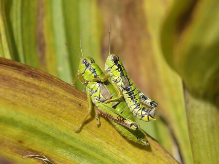 Grasshoppers mating の写真素材