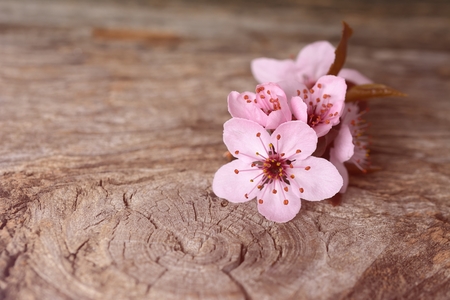 Spring blossom on rustic wooden plankの写真素材