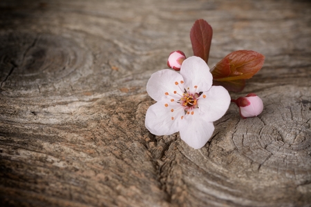 cherry blossom sakura on rustic woodenの写真素材