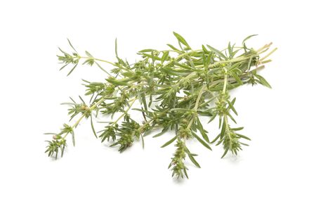Summer savory isolated on white backgroundの写真素材