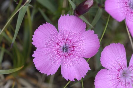 Piatra Craiului Pink (Dianthus callizonus), very rare alpine flowerの写真素材