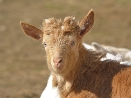 Brown baby goatの写真素材