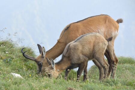 Chamois female with her cub feedingの写真素材