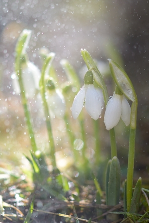 white snowdrops in the spring raindropsの写真素材