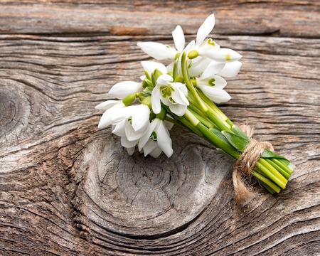 snowdrops bunch on wooden backgroundの写真素材
