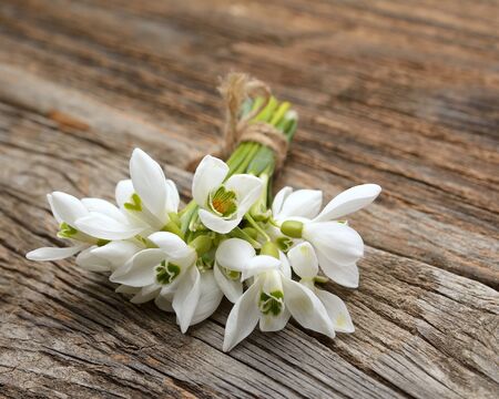 snowdrops bunch on wooden backgroundの写真素材