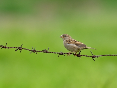 female sparrow on barbed wireの写真素材