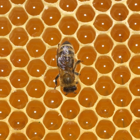 bees in a beehive on honeycombの写真素材