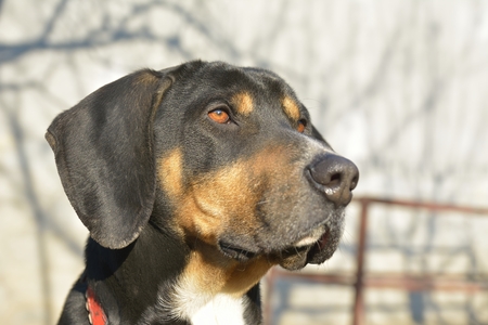 portrait of a hunting dogの写真素材