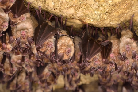 Groups of sleeping bats in cave - Lesser mouse-eared bat (Myotis blythii) and (Rhinolophus hipposideros) - Lesser Horseshoe Batの写真素材