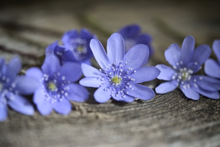 blue spring flowers on wooden tableの写真素材