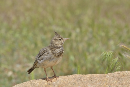 Skylark, Alauda arvensis, singingの写真素材