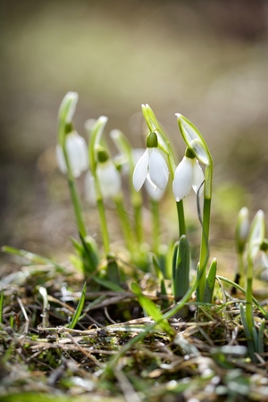 snowdropsの写真素材