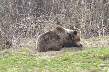 brown bear sleepingの写真素材
