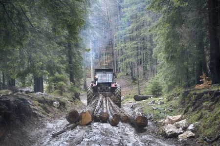 Skidding timber / Tractor is skidding cut trees out of the forest.の写真素材
