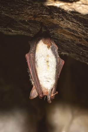 Greater mouse-eared bat ( Myotis myotis)の写真素材