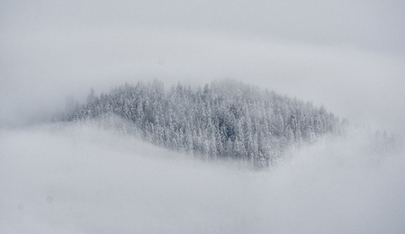 winter forest. beautiful winter landscape.の写真素材