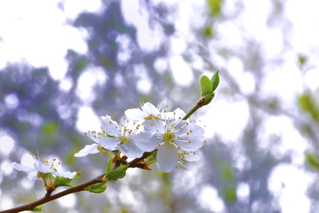 Apple bloomの写真素材