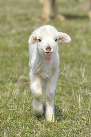 Little lamb