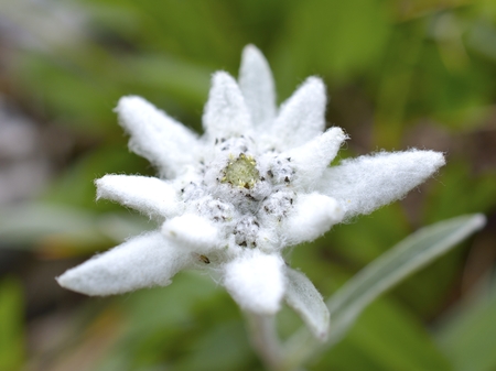 edelweiss in natureの写真素材