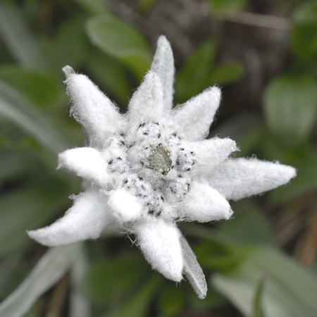 edelweiss in natureの写真素材