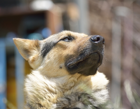 German Shepherd portraitの写真素材