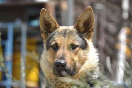 German Shepherd portraitの写真素材