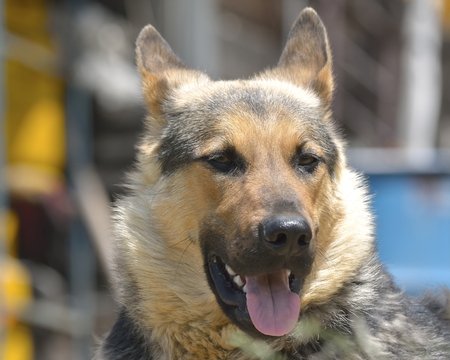 German Shepherd portraitの写真素材