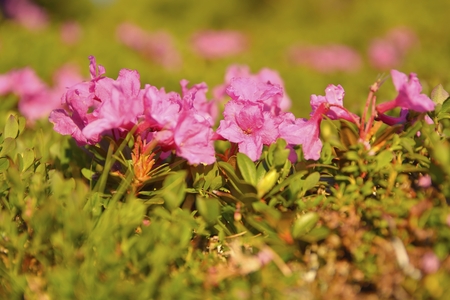 Rhododendron in National Park Piatra Craiului, Romaniaの写真素材